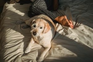 Read more about the article Create a Peaceful Bedroom-Essential Feng Shui Ornaments for Better Sleep