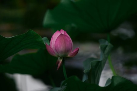 You are currently viewing Feng Shui Crystals-Unlocking Their Power for Personal Growth