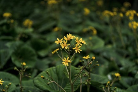 Read more about the article Feng Shui for New Beginnings-Ornaments to Celebrate Life Changes