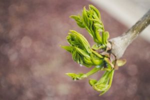 Read more about the article Feng Shui for New Beginnings-Ornaments to Welcome Change and Growth
