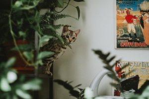 Read more about the article Feng Shui for Pet Owners-Creating a Harmonious Environment for Your Furry Friends