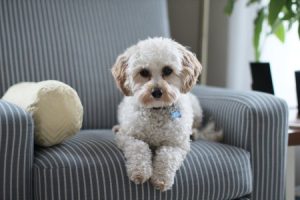 Read more about the article Feng Shui for Pets-Create a Harmonious Home for Your Furry Friends