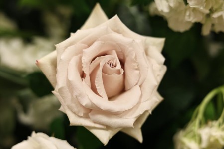 You are currently viewing Feng Shui Ornaments for Attracting Love-Enhance Your Romantic Life