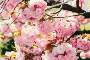 Read more about the article Feng Shui Ornaments for Seasonal Changes-Refresh Your Energy
