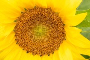 Read more about the article Feng Shui Tips-Choosing the Right Energy Ornaments for Your Garden