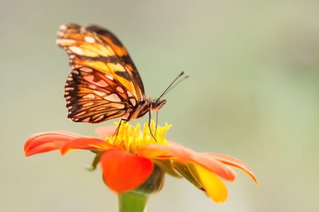 You are currently viewing Find Balance-Feng Shui Ornaments to Harmonize Your Living Environment