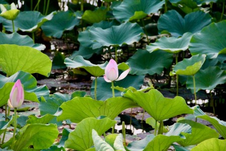 You are currently viewing Find Inner Peace-The Best Feng Shui Items for a Calming Bedroom Environment