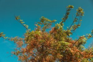 Read more about the article Finding Balance-Essential Feng Shui Items for a Peaceful Living Environment