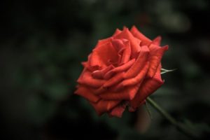 Read more about the article Finding Love-Feng Shui Ornaments to Attract Romance in Your Life