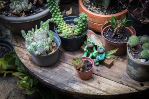 Read more about the article Harnessing Nature-Feng Shui Ornaments That Bring the Outdoors In