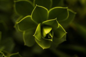 Read more about the article How to Cleanse and Charge Your Feng Shui Ornaments for Maximum Benefit