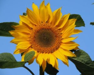 Read more about the article How to Incorporate Feng Shui in Your Garden for Positive Energy