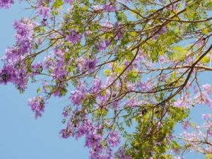 Read more about the article How to Incorporate Feng Shui Ornaments into Your Garden for Harmony