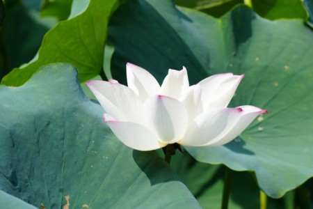 You are currently viewing How to Select Feng Shui Items for Manifesting Your Goals