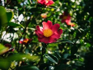 Read more about the article How to Select Feng Shui Ornaments for Your Garden to Attract Good Luck