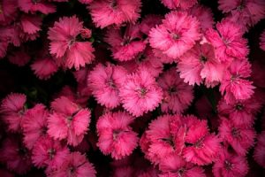Read more about the article Feng Shui Energy Ornaments-How to Use Them for Personal Growth