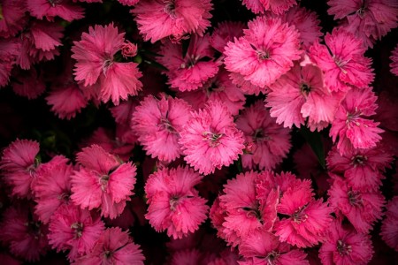 Read more about the article Feng Shui Energy Ornaments-How to Use Them for Personal Growth