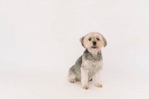 Read more about the article Feng Shui for Pet Owners-Ornaments to Create a Balanced Space for Your Furry Friends